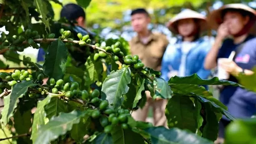 Ministry finds measures to reach 65 bln USD in agro-forestry-fishery export