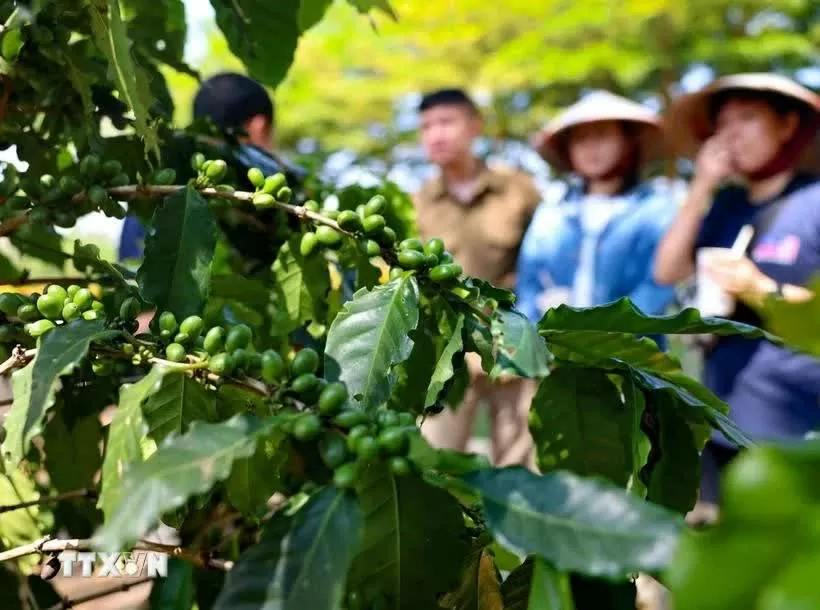 Measures sought to reach 65 bln USD in agro-forestry-fishery export