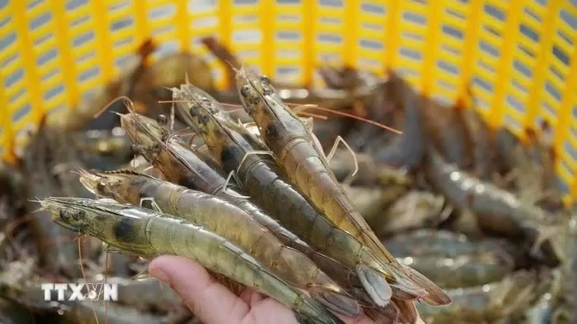 Vietnam charts green path for shrimp industry amid global sustainability push Vietnam charts green path for shrimp industry amid global sustainability push