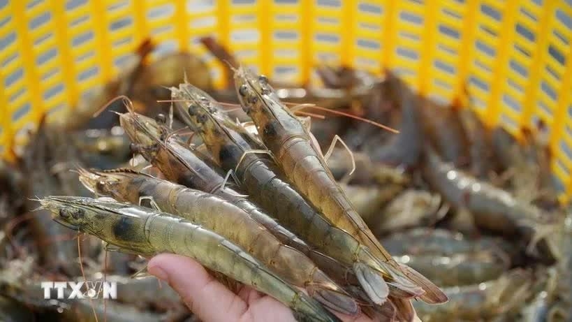 Vietnam goes green path for shrimp industry amid global sustainability