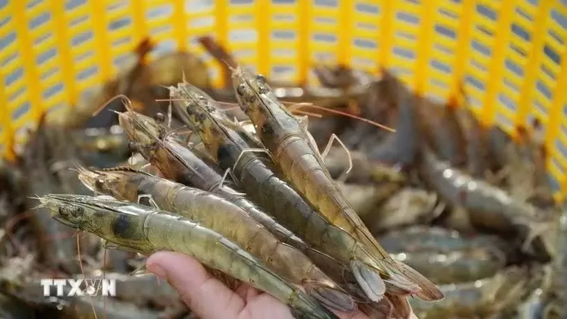 Vietnam goes green path for shrimp industry amid global sustainability