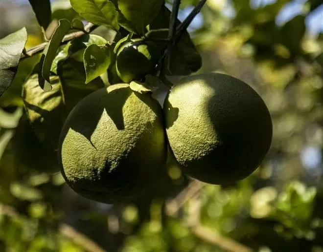 Australia clears path for Vietnamese pomelos with biosecurity final report Australia clears path for Vietnamese pomelos with biosecurity final report