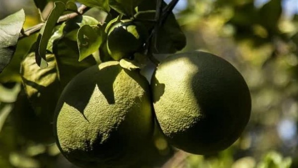 Australia's DAFF turns on the green light for Vietnamese pomelo