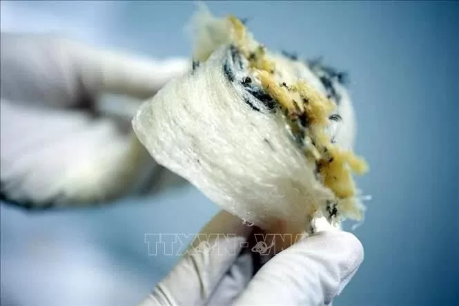 Vietnamese raw bird’s nests have opportunity to enter Chinese market Vietnamese raw bird’s nests have opportunity to enter Chinese market