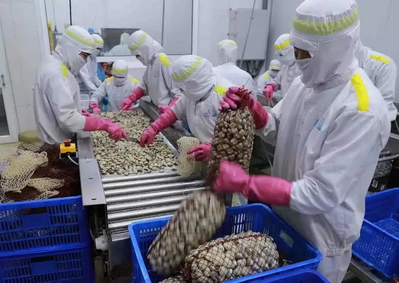 Vietnam’s mollusc exports to China soar in Q1 2025 Vietnam’s mollusc exports to China soar in Q1 2025