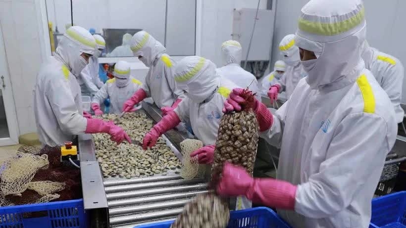 Vietnam’s mollusc exports to China earns 63 million USD in the first quarter of 2025