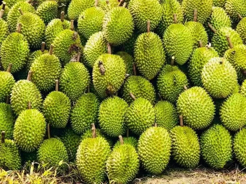 China recognises 829 growing area codes for Vietnamese durian China recognises 829 growing area codes for Vietnamese durian
