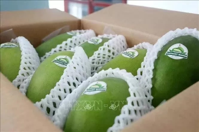 Vietnamese mangoes dominate Chinese market
