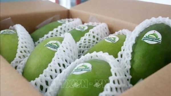 Vietnamese mangoes dominate Chinese market, outperforming other exporters