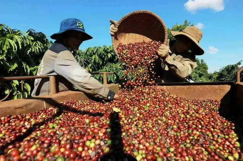 Vietnam’s coffee exports reach 4.2 billion USD in first five months Vietnam’s coffee exports reach 4.2 billion USD in first five months
