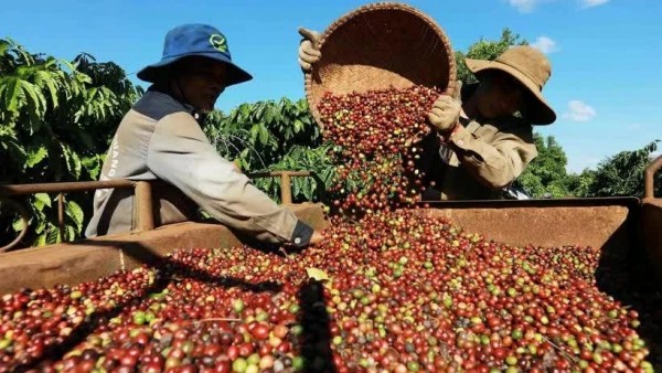 Vietnam’s coffee exports reach 4.2 billion USD in first five months: Department of Customs