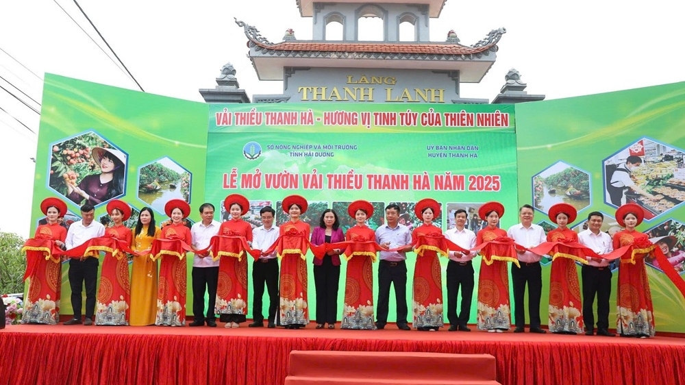 Boosting the brand of Thanh Ha lychees: A proud symbol of the creative and industrious spirit of Hai Duong’s people