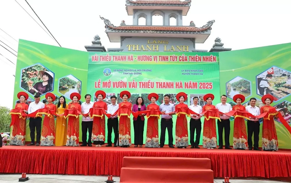 Boosting the brand of Thanh Ha lychees: A proud symbol of the creative and industrious spirit of Hai Duong’s people