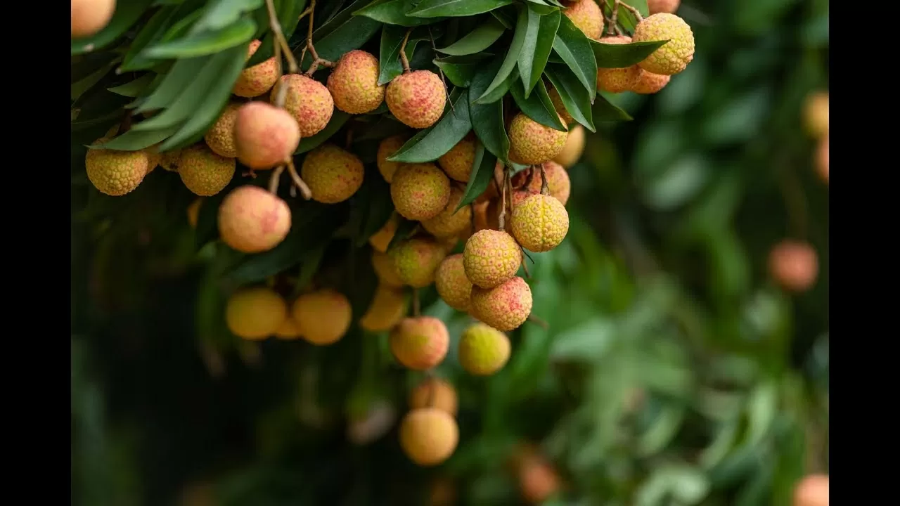 Boosting the brand of Thanh Ha lychees: A proud symbol of the creative and industrious spirit of Hai Duong’s people Boosting the brand of Thanh Ha lychees: A proud symbol of the creative and industrious spirit of Hai Duong’s people