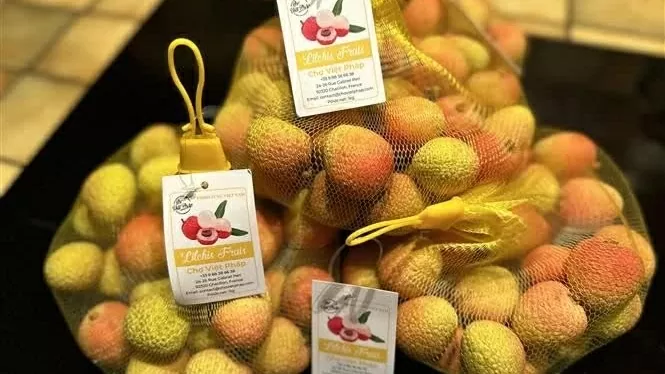 Vietnam exports first batch of this year's crop lychees to France