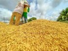 Vietnam to export first batch of green and low-emission Vietnamese rice: VIETRICA