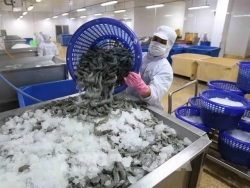 US Department of Commerce issues preliminary decision on anti-dumping duties for Vietnamese shrimp