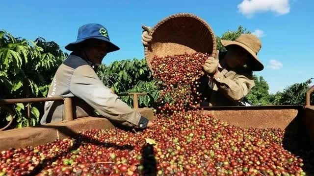 Vietnam’s coffee exports reach record high on strong EU, US demand