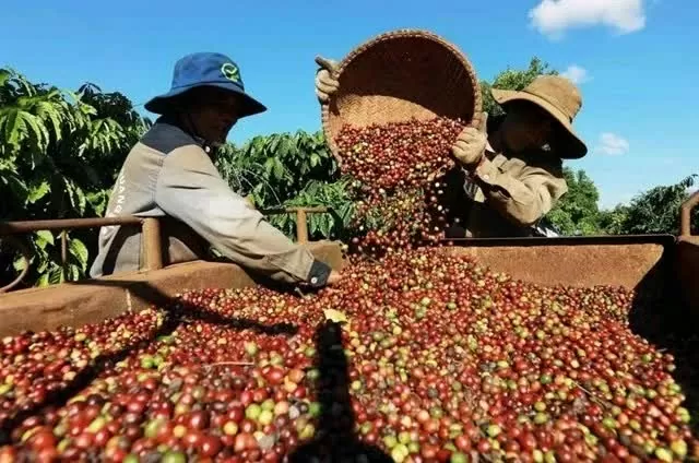 Coffee exports reached a new record of 4.7 billion USD in the first five months of this year (Photo: VNA)