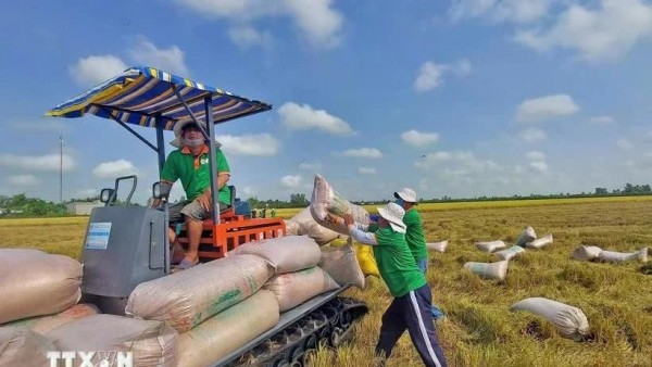 Green and low-mission Vietnamese rice: New symbol of responsible production