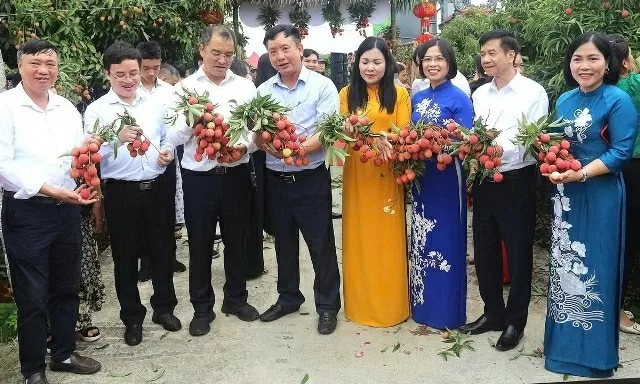 Hai Duong kicks off 2025 Thanh Ha lychee season with global trade push