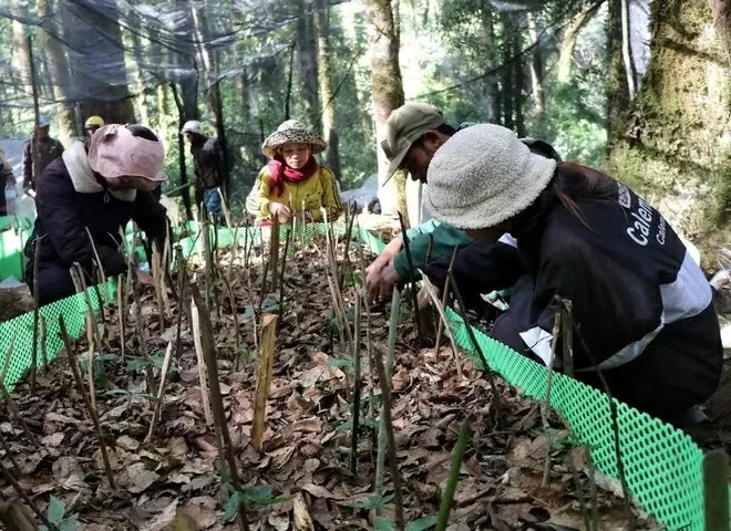 Quang Nam positioned as medicinal plant hub Quang Nam positioned as medicinal plant hub