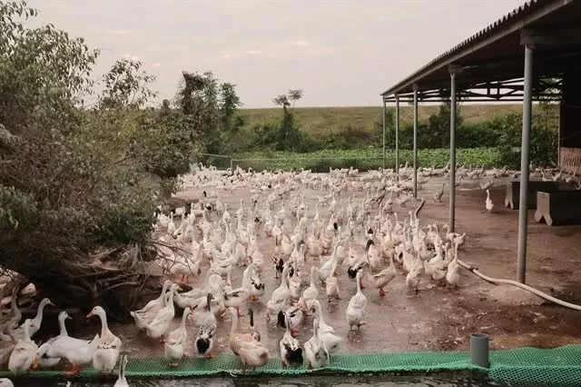 Vietnam increases unsecured loan cap for farmers to 12,000 USD from July