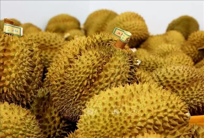 Vietnam’s frozen durian exports triple in H1