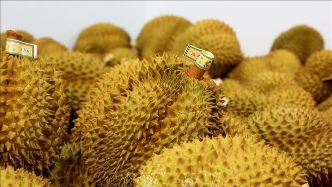 Vietnam’s frozen durian exports triple in in the first half of 2025