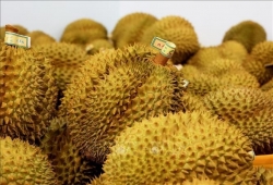 Vietnam’s frozen durian exports triple in in the first half of 2025