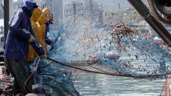 Unprecedented marine heat waves fuel fishery disaster in Korea