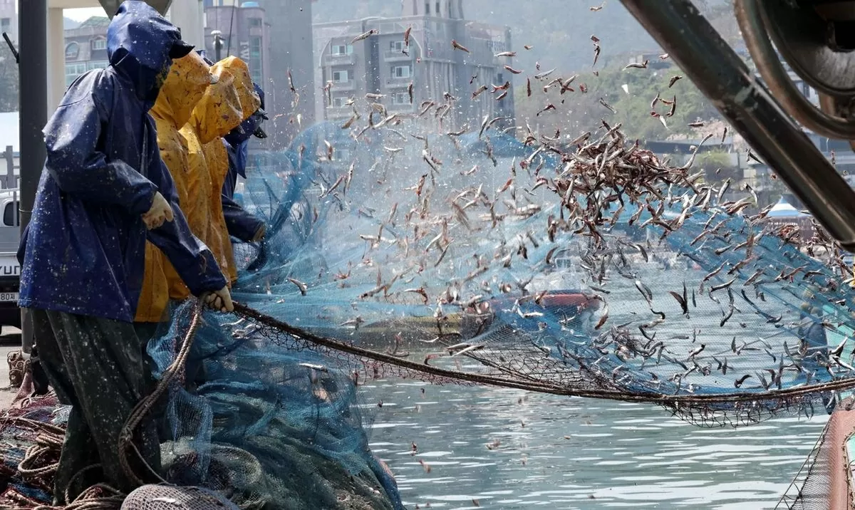 UFishermen shake freshly caught anchovies from nets at a port in Busan, April 7. (Source: Newsis) UFishermen shake freshly caught anchovies from nets at a port in Busan, April 7. (Source: Newsis)