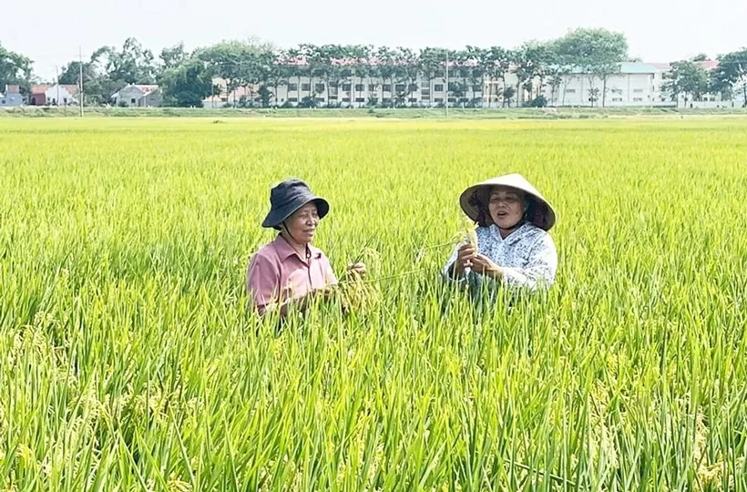 Farmers checking the quality of the TBR225 rice variety in Lien Mac commune of Hanoi. (Photo: hanoimoi.vn)