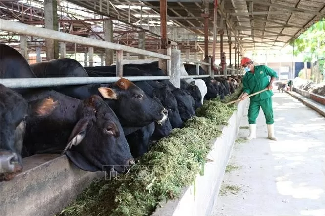 All new farms are required to implement modern technologies, including automated systems for lighting, temperature, and feeding. All new farms are required to implement modern technologies, including automated systems for lighting, temperature, and feeding.