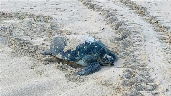 Over 100 sea turtle eggs found on Vietnam’s Hon Cau Island amid conservation efforts