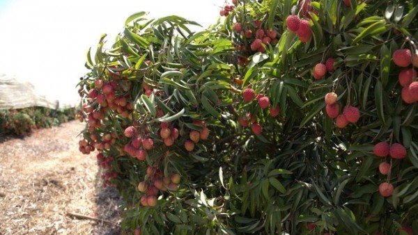 Vietnamese lychees take root in the Israeli Desert thank to modern agriculture