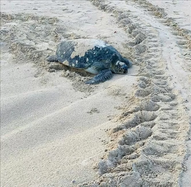 Rare sea turtle lays eggs on Lam Dong province's Hon Cau Beach Over 100 sea turtle eggs found on Vietnam’s Hon Cau Island amid conservation efforts