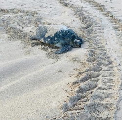 Over 100 sea turtle eggs found on Vietnam’s Hon Cau Island amid conservation efforts