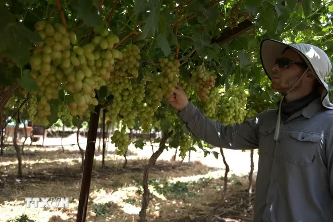 Vietnamese lychee takes root in the Israeli Desert Vietnamese lychee takes root in the Israeli Desert