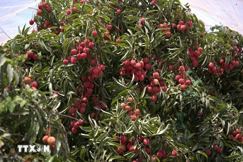 Vietnamese lychee takes root in the Israeli Desert Vietnamese lychee takes root in the Israeli Desert