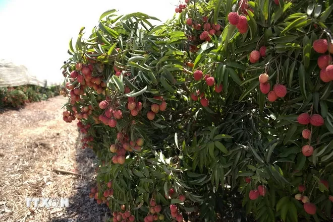 Vietnamese lychee takes root in the Israeli Desert Vietnamese lychee takes root in the Israeli Desert