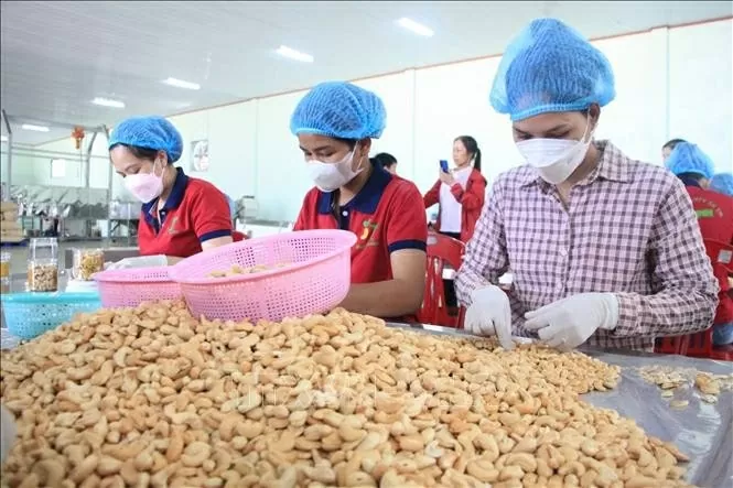 Vietnam targets 4.5 billion USD in cashew exports for 2025