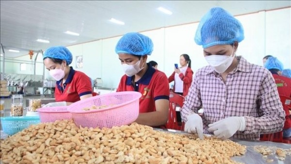 Vietnam aims at 4.5 billion USD in cashew exports for 2025