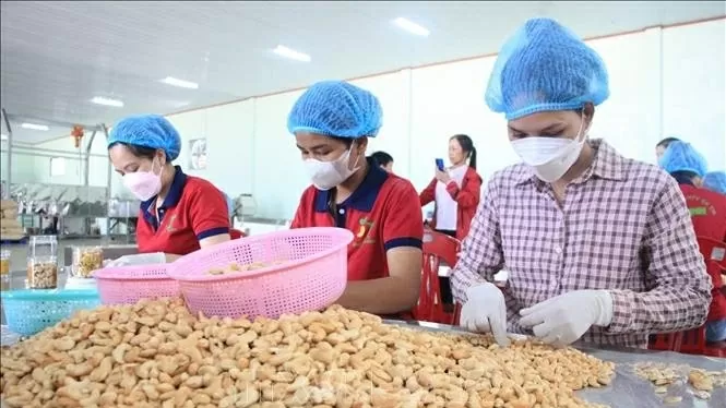 Vietnam aims at 4.5 billion USD in cashew exports for 2025