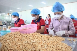 Vietnam aims at 4.5 billion USD in cashew exports for 2025