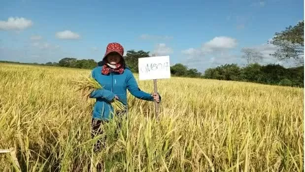 Vietnamese experts bring to Cuba not only seeds, but also hearts