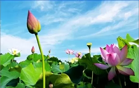 Dong Thap Muoi wetlands: Returning to a place of pure memories