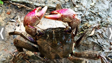 Ca Mau Fermented “Ba Khia” Crabs: From Rustic Dish to National Intangible Cultural Heritage
