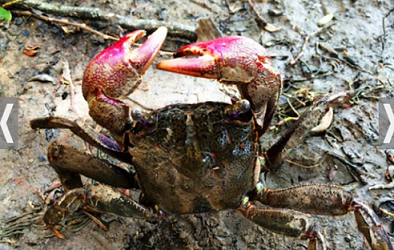 Ca Mau Fermented “Ba Khia” Crabs: From Rustic Dish to National Intangible Cultural Heritage