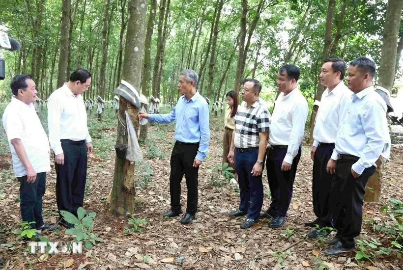 Ambassador Nguyen Minh Vu (third from left) visits the rubber plantation of Hoang Anh Mang Yang K Rubber Development Co., Ltd., a subsidiary of the Vietnam Rubber Group, in Ratanakiri province, Cambodia. (Photo: VNA)